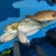 What fish can you catch in Da Nang Vietnam ?